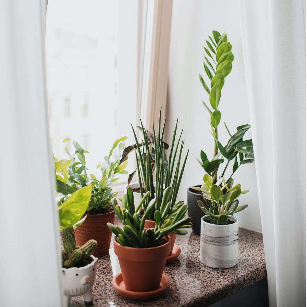 Kokios yra kambarinių augalų vazonų pasirinkimo taisyklės?
